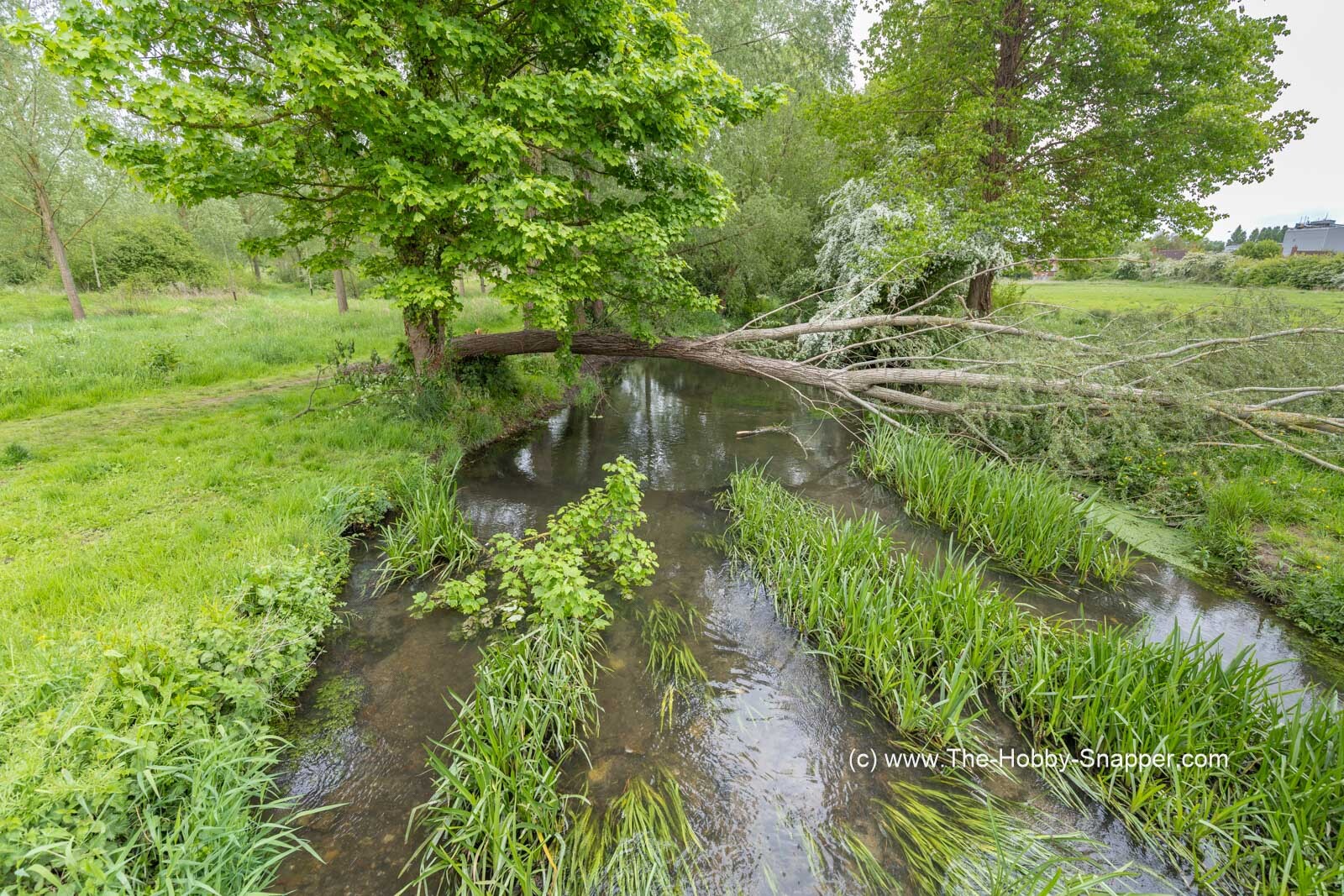 A tree down across the river after the winds  