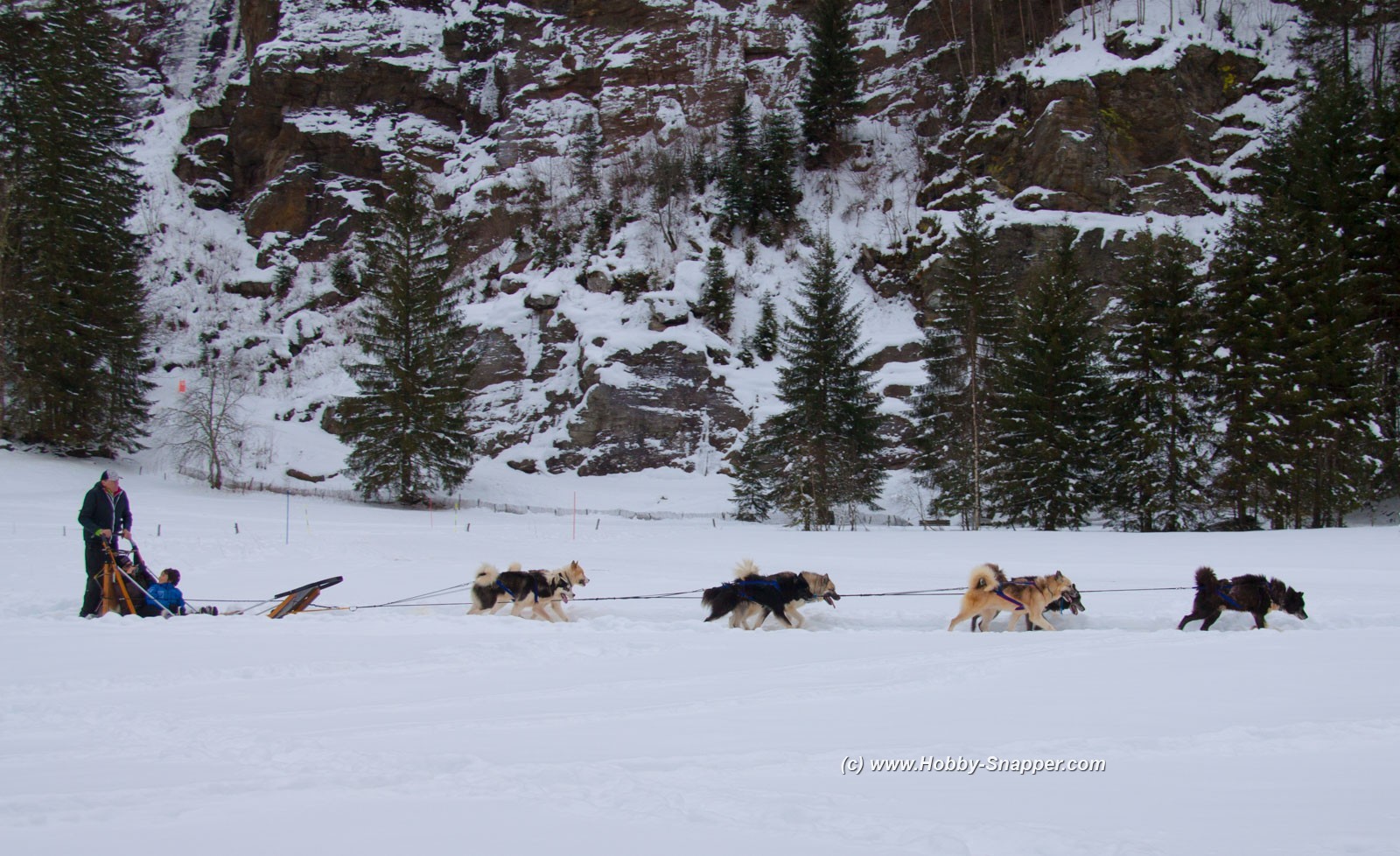 Working Huskies  